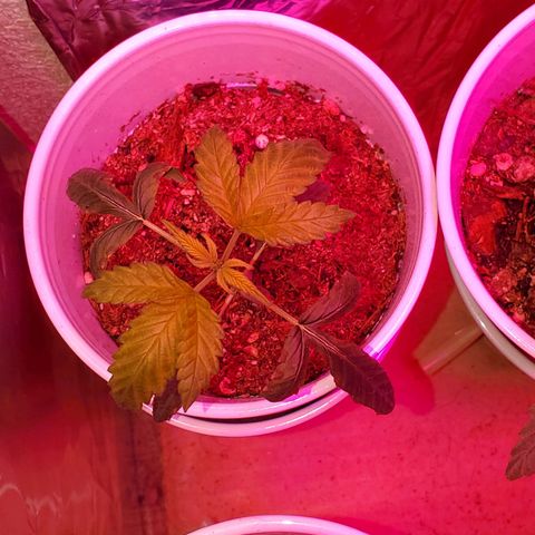 Unknown strain growlog photo: Everyone is looking good, even deformed one is growing.  One is showing, what I feel is calcium deficiency.  But mew growth is doing good. So not sure yet of what it has