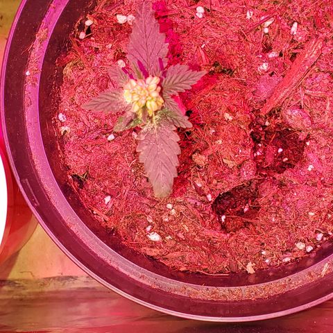 Unknown strain growlog photo: Everyone is looking good, even deformed one is growing.  One is showing, what I feel is calcium deficiency.  But mew growth is doing good. So not sure yet of what it has