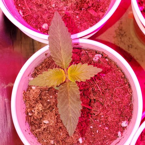 Unknown strain growlog photo: Everyone is looking good, even deformed one is growing.  One is showing, what I feel is calcium deficiency.  But mew growth is doing good. So not sure yet of what it has