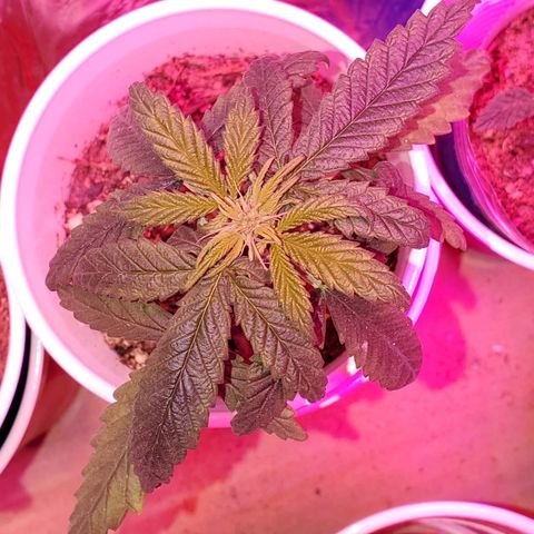 Unknown strain growlog photo: Everyone is looking good, even deformed one is growing.  One is showing, what I feel is calcium deficiency.  But mew growth is doing good. So not sure yet of what it has