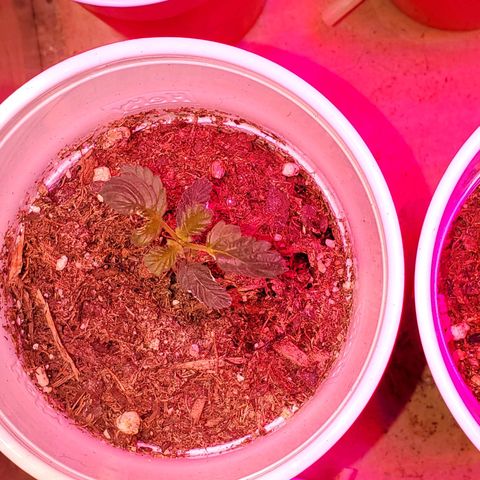 Unknown strain growlog photo: Everyone is looking good, even deformed one is growing.  One is showing, what I feel is calcium deficiency.  But mew growth is doing good. So not sure yet of what it has