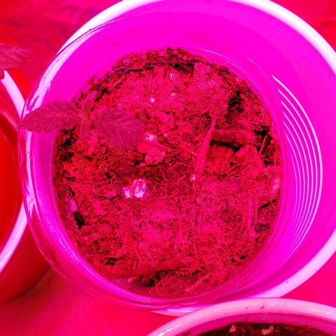 Unknown strain growlog photo: Everyone is looking good, even deformed one is growing.  One is showing, what I feel is calcium deficiency.  But mew growth is doing good. So not sure yet of what it has