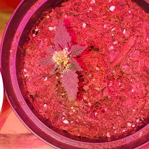 Unknown strain growlog photo: Male, see how many fresh seeds we can get