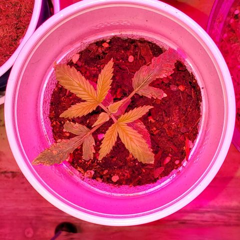 Unknown strain growlog photo: Doing good since get only water