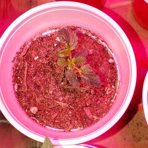 Unknown strain growlog photo: Doing good since get only water