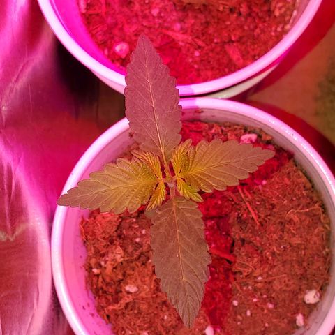 Unknown strain growlog photo: Doing good since get only water