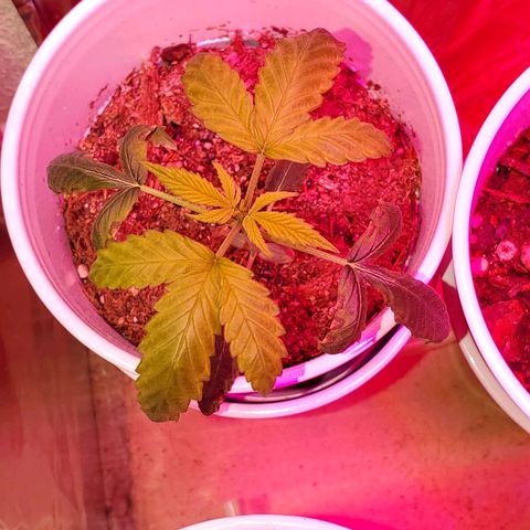 Unknown strain growlog photo: Doing good since get only water