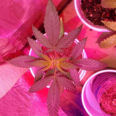 Unknown strain growlog photo: Doing good since get only water