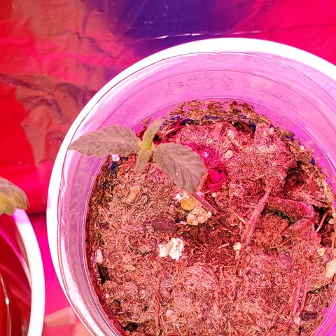 Unknown strain growlog photo: Doing good since get only water