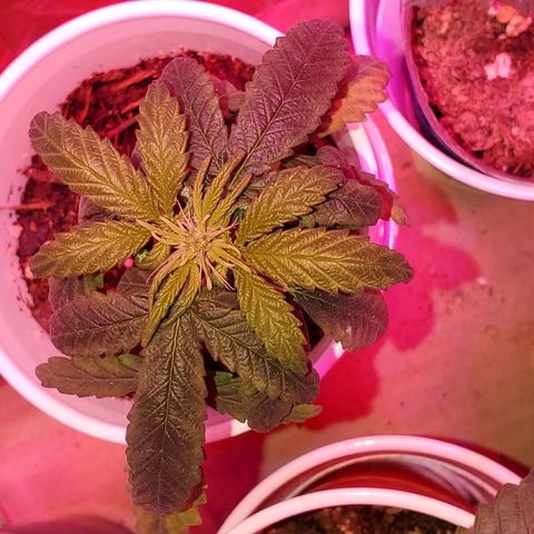 Unknown strain growlog photo: Two Females!  Looking good,  only getting water for now