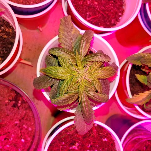 Unknown strain growlog timeline photo