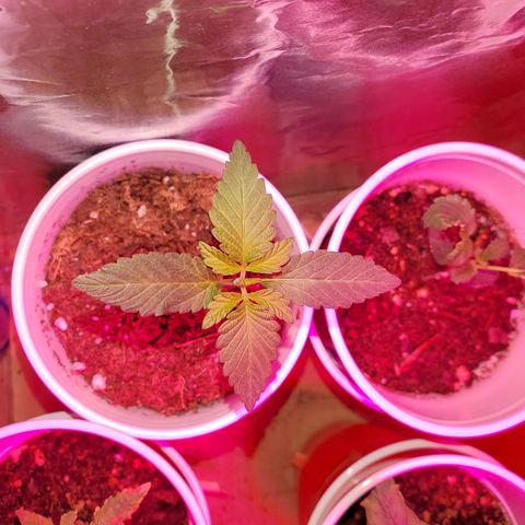 Unknown strain growlog timeline photo