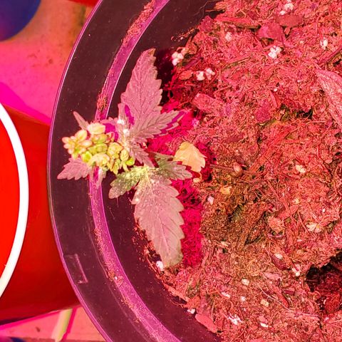 Unknown strain growlog timeline photo