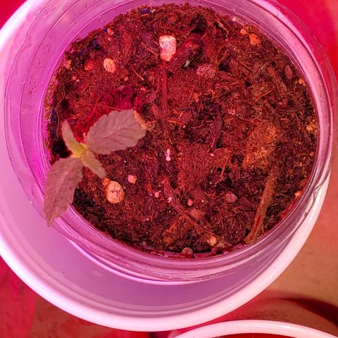 Unknown strain growlog timeline photo