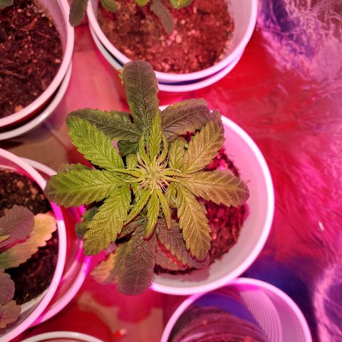 Unknown strain growlog timeline photo