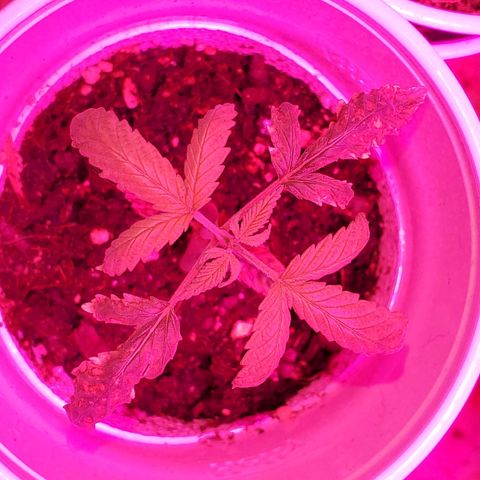 Unknown strain growlog timeline photo