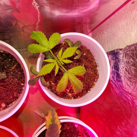 Unknown strain growlog timeline photo