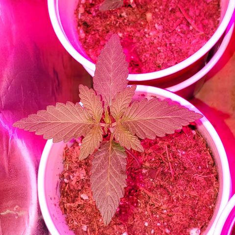 Unknown strain growlog timeline photo