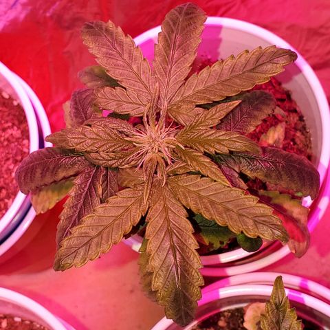 Unknown strain growlog timeline photo