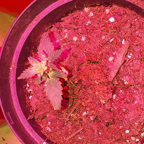 Unknown strain growlog timeline photo