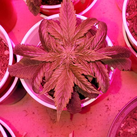 Unknown strain growlog timeline photo