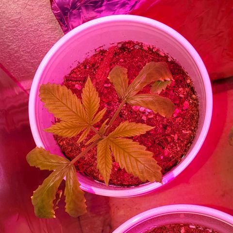 Unknown strain growlog timeline photo