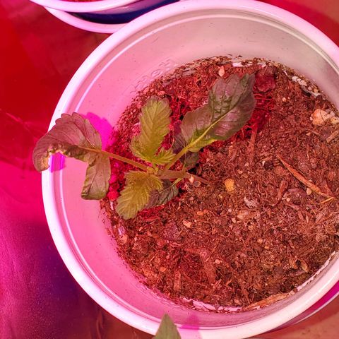 Unknown strain growlog timeline photo
