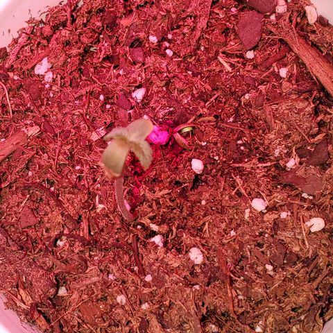 Unknown strain growlog timeline photo
