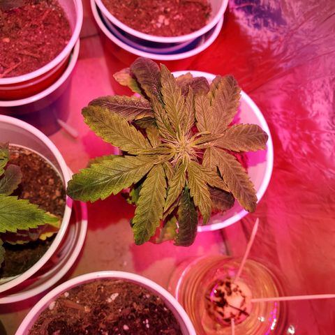 Unknown strain growlog photo: Notice nitrogen toxicity.  Flushed with PH'd water.  Noticed older leaves got darker soon after it got flushed but new leaves seem to be regaining normal color