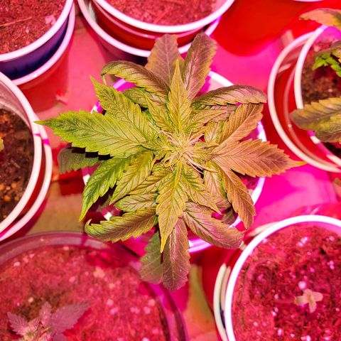 Unknown strain growlog photo: Notice nitrogen toxicity.  Flushed with PH'd water.  Noticed older leaves got darker soon after it got flushed but new leaves seem to be regaining normal color