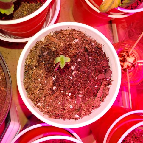 Unknown strain growlog photo: Notice nitrogen toxicity.  Flushed with PH'd water.  Noticed older leaves got darker soon after it got flushed but new leaves seem to be regaining normal color