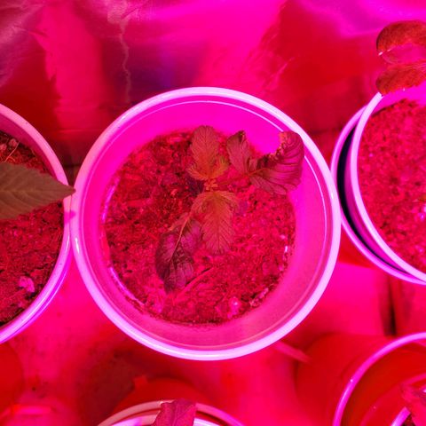 Unknown strain growlog photo: Notice nitrogen toxicity.  Flushed with PH'd water.  Noticed older leaves got darker soon after it got flushed but new leaves seem to be regaining normal color