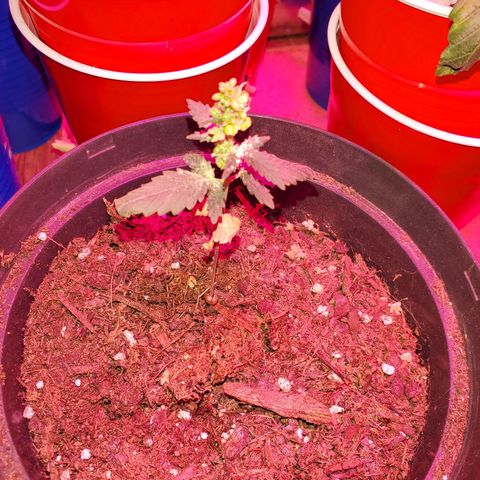 Unknown strain growlog photo: Notice nitrogen toxicity.  Flushed with PH'd water.  Noticed older leaves got darker soon after it got flushed but new leaves seem to be regaining normal color
