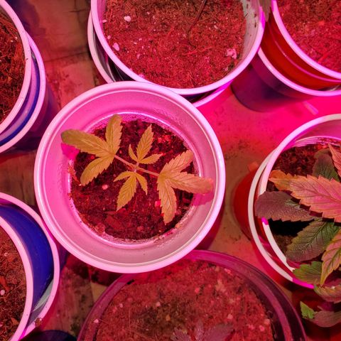 Unknown strain growlog photo: Notice nitrogen toxicity.  Flushed with PH'd water.  Noticed older leaves got darker soon after it got flushed but new leaves seem to be regaining normal color