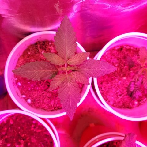 Unknown strain growlog photo: Notice nitrogen toxicity.  Flushed with PH'd water.  Noticed older leaves got darker soon after it got flushed but new leaves seem to be regaining normal color