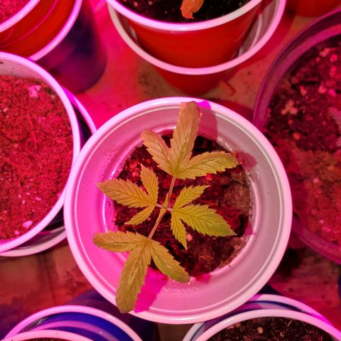 Unknown strain growlog photo: Two more got flushed today,  new green growth were showing nitrogen toxicity.  Flushed to clear water started to run out of the bottom