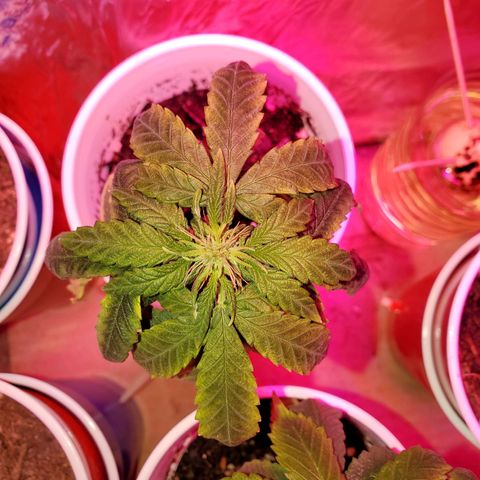 Unknown strain growlog photo: Two more got flushed today,  new green growth were showing nitrogen toxicity.  Flushed to clear water started to run out of the bottom