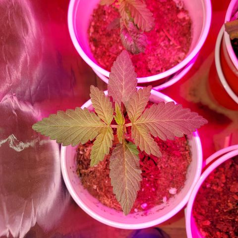 Unknown strain growlog photo: Two more got flushed today,  new green growth were showing nitrogen toxicity.  Flushed to clear water started to run out of the bottom