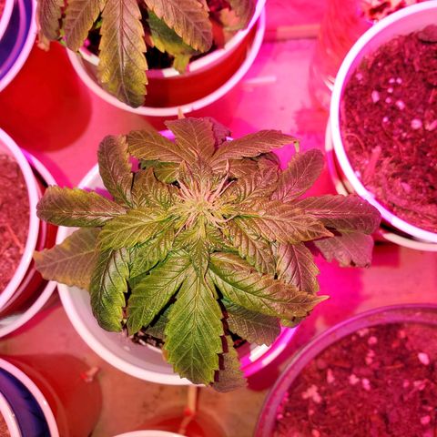 Unknown strain growlog photo: Two more got flushed today,  new green growth were showing nitrogen toxicity.  Flushed to clear water started to run out of the bottom