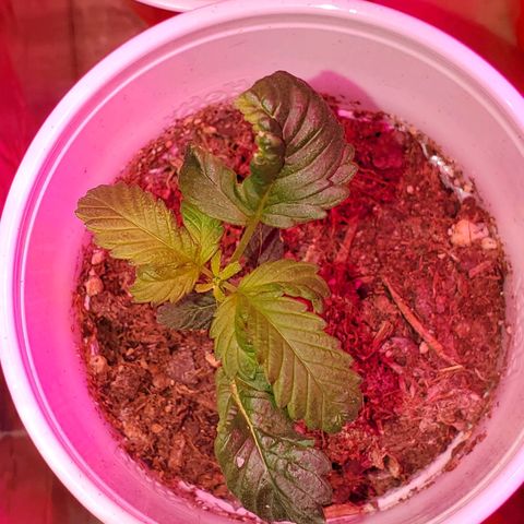 Unknown strain growlog photo: Two more got flushed today,  new green growth were showing nitrogen toxicity.  Flushed to clear water started to run out of the bottom