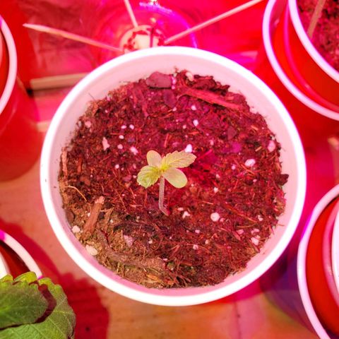 Unknown strain growlog photo: Two more got flushed today,  new green growth were showing nitrogen toxicity.  Flushed to clear water started to run out of the bottom