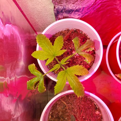 Unknown strain growlog photo: Two more got flushed today,  new green growth were showing nitrogen toxicity.  Flushed to clear water started to run out of the bottom