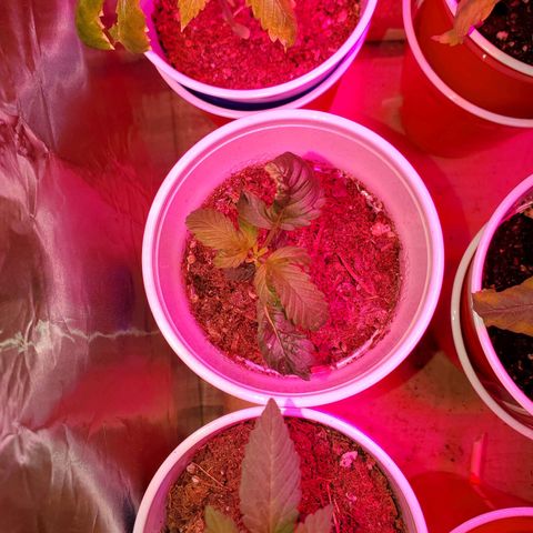 Unknown strain growlog photo: Two more got flushed today,  new green growth were showing nitrogen toxicity.  Flushed to clear water started to run out of the bottom