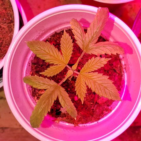 Unknown strain growlog timeline photo