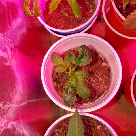 Unknown strain growlog timeline photo
