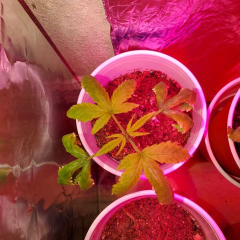 Unknown strain growlog timeline photo