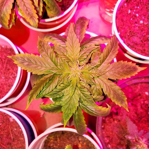 Unknown strain growlog timeline photo