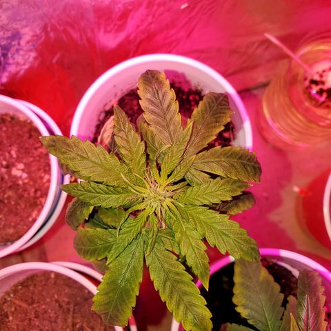 Unknown strain growlog timeline photo