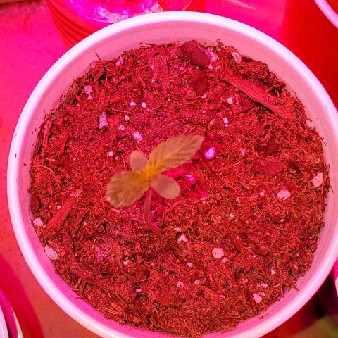 Unknown strain growlog timeline photo