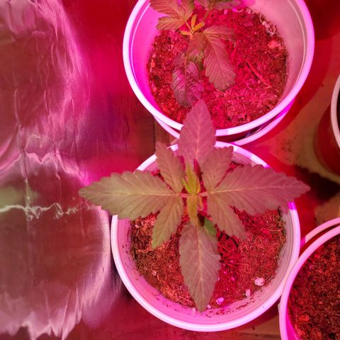 Unknown strain growlog timeline photo